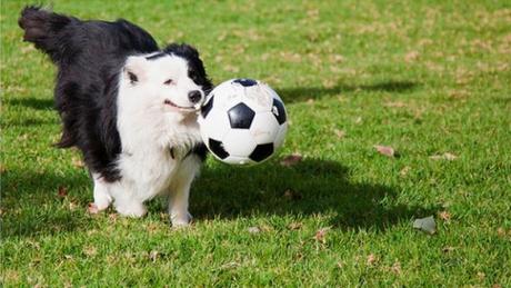 Nel cortile di Santa Chiara la prima area dedicata ai cani. Tutte le info cani Santa Chiara