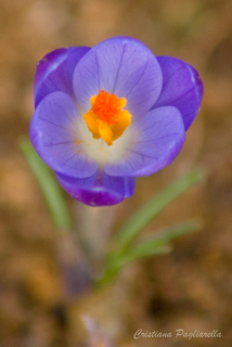 un paio di scatti a: primi segni di primavera