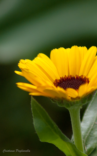 un paio di scatti a: primi segni di primavera