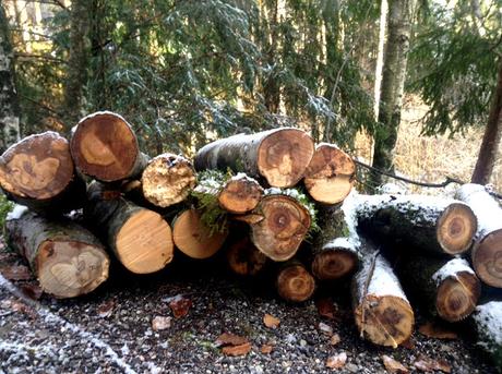 Il flâneur nella foresta