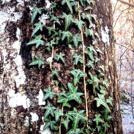 Il flâneur nella foresta