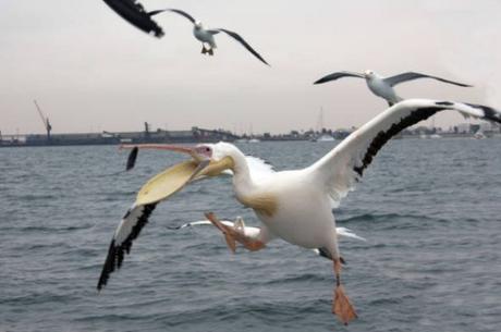 “Tene ‘e rrecchie ‘e pulicano”. Da dove deriva questo detto? pellicano