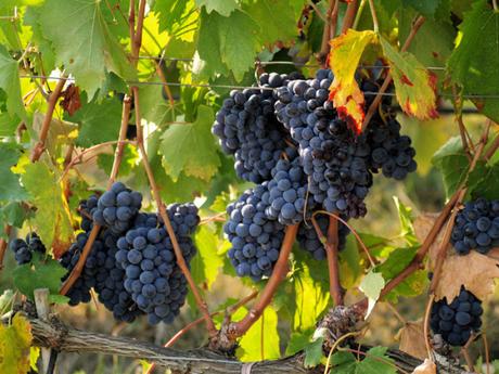 I vini campani a New York, l’esperto: “Vini del sud sottovalutati. Sono di alta qualità!” Viti