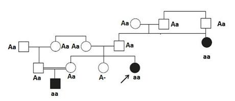 Come individuare l'albero genealogico corretto, partendo dalle informazioni fornite dall'esercizio