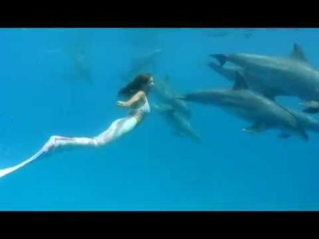 Nuotare con i delfini: il sogno e la dura realtà