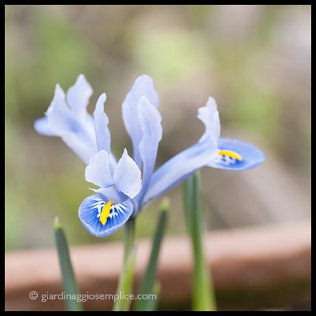 Iris alida