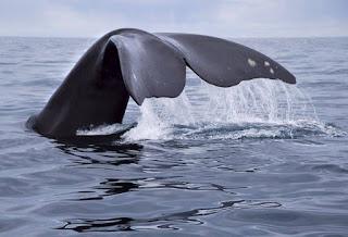 La balena
