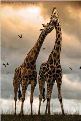 Schema a punto croce: Giraffe
