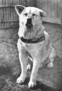 Il cane Hachiko. Foto: wikimedia commons