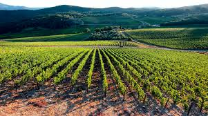 Il team working del vino toscano si chiama A.vi.to Il team working del vino toscano si chiama A.vi.to