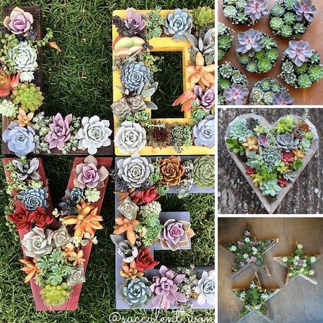 Piante succulente per il matrimonio