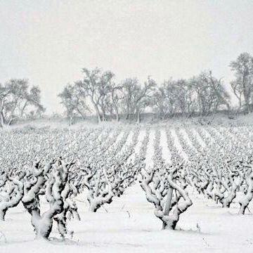 Silenzi di terra storie di vino e champagne