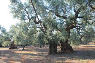Le cause che stanno provocando la morte dell’olivo vecchio di 1500 anni di Alliste sono spiegabili dalla fede o dalla scienza?