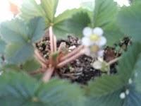 marmellata di fragole veloce marmellata di fragole veloce