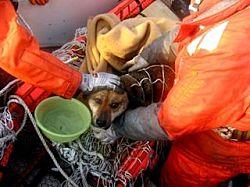 Il cane sopravvissuto allo tsunami, un essere umano può resistere così tanto?