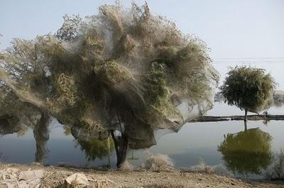 FOTO DEL GIORNO 3 APRILE 2011 : IN PAKISTAN RAGNI TRASFORMANO ALBERI IN TELE PER SFUGGIRE ALLE ALLUVIONI