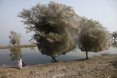 FOTO DEL GIORNO 3 APRILE 2011 : IN PAKISTAN RAGNI TRASFORMANO ALBERI IN TELE PER SFUGGIRE ALLE ALLUVIONI