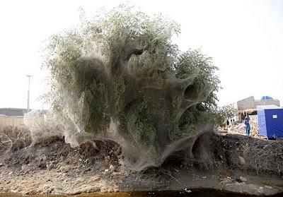 FOTO DEL GIORNO 3 APRILE 2011 : IN PAKISTAN RAGNI TRASFORMANO ALBERI IN TELE PER SFUGGIRE ALLE ALLUVIONI