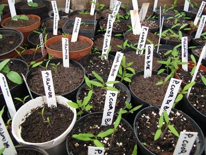 “Un posto nel semenzaio�, anno terzo: le prime nascite “Un posto nel semenzaio�, anno terzo: le prime nascite