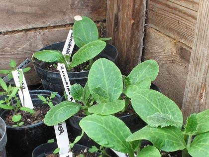 “Un posto nel semenzaio�, anno terzo: le prime nascite “Un posto nel semenzaio�, anno terzo: le prime nascite