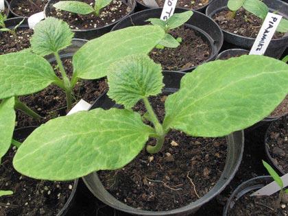 “Un posto nel semenzaio�, anno terzo: le prime nascite “Un posto nel semenzaio�, anno terzo: le prime nascite