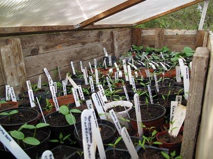 “Un posto nel semenzaio�, anno terzo: le prime nascitev “Un posto nel semenzaio�, anno terzo: le prime nascite