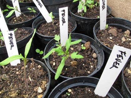 “Un posto nel semenzaio�, anno terzo: le prime nascite “Un posto nel semenzaio�, anno terzo: le prime nascite