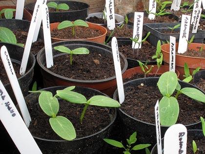 “Un posto nel semenzaio�, anno terzo: le prime nascite “Un posto nel semenzaio�, anno terzo: le prime nascite