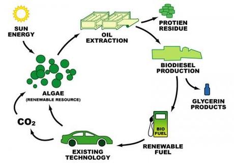 Algae Fuel