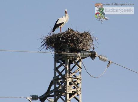 Cicogna alla zona industriale La natura sopra il progresso.