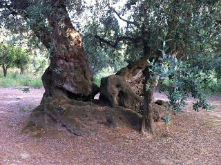 Il disseccamento degli olivi interessa 40 chilometri di territorio ogni anno