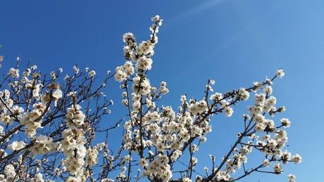 Meteo. Arriva la primavera a Napoli! Sole e temperature alte, ecco da quando primavera