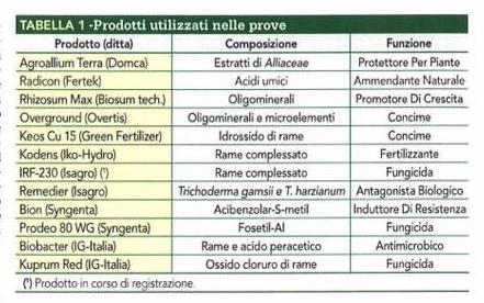 Università di Foggia: Nella zona considerata infetta del Salento, sarà possibile ipotizzare una convivenza tra l'olivo e il batterio, e tra il batterlo e il territorio