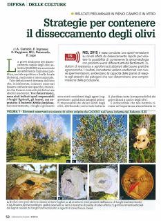 Università di Foggia: Nella zona considerata infetta del Salento, sarà possibile ipotizzare una convivenza tra l'olivo e il batterio, e tra il batterlo e il territorio