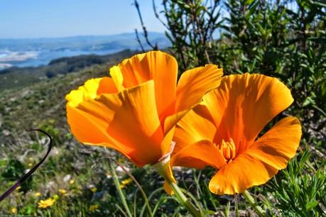 L'Escolzia o papavero della California, la pianta del Sonno