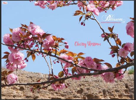 Cherry Blossom sfondo PC da scaricare Cherry Blossom sfondo PC da scaricare