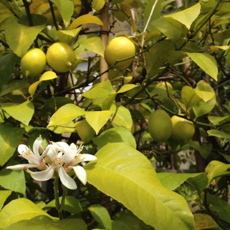 Lemon Blosson in Sicily (5°Edizione limitata) rosy2