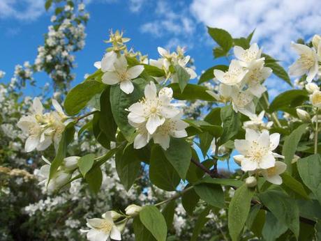 TUTTO PASSA philadelphus_coronarius_13-1