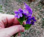 Profumo di quasi primavera – Foto Guido Comin PoetaMatusèl VAGANDO PER VUOTE BATTIGIE