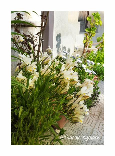 Freesia refracta in giardino povero freesia refracta