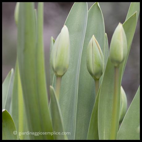 Una primavera… un po’ freddina tulipani