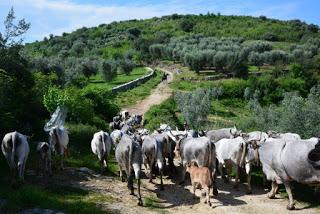 PROGRAMMA FESTA DELLA TRANSUMANZA DEL GARGANO - 24 aprile 2016 PROGRAMMA FESTA DELLA TRANSUMANZA DEL GARGANO - 24 aprile 2016