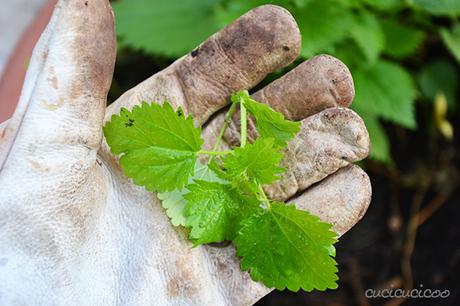 Come fare la polvere di ortica fai da te dall’erbaccia L'ortica è salutare e deliziosa! Impara come fare la polvere di ortica fai da te e sarai felice di vedere l'erbaccia nel giardino! www.cucicucicoo.com