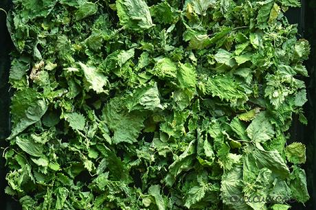 Come fare la polvere di ortica fai da te dall’erbaccia L'ortica è salutare e deliziosa! Impara come fare la polvere di ortica fai da te e sarai felice di vedere l'erbaccia nel giardino! www.cucicucicoo.com