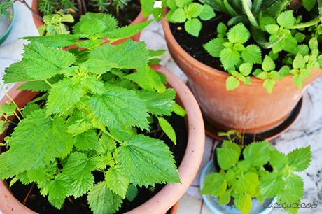 Come fare la polvere di ortica fai da te dall’erbaccia L'ortica è salutare e deliziosa! Impara come fare la polvere di ortica fai da te e sarai felice di vedere l'erbaccia nel giardino! www.cucicucicoo.com