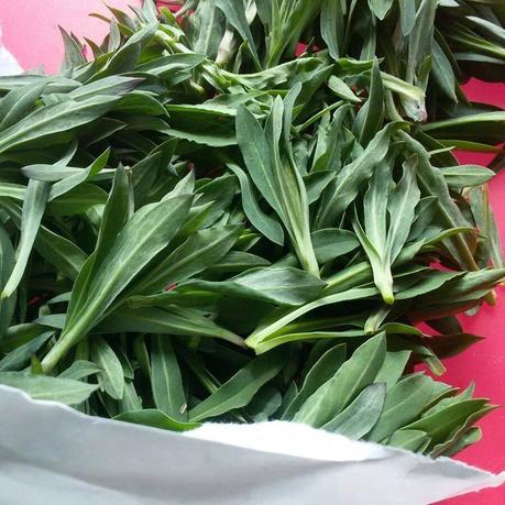 Piante spontanee di Aprile: piccole regole per la raccolta 12243084_894120514020543_7433438200308574993_n