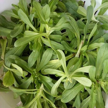 Piante spontanee di Aprile: piccole regole per la raccolta 12593580_894965193936075_716121541841517631_o