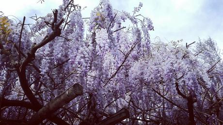 il giardino giapponese di Roma giargino giapponese roma_viaggiandovaldi
