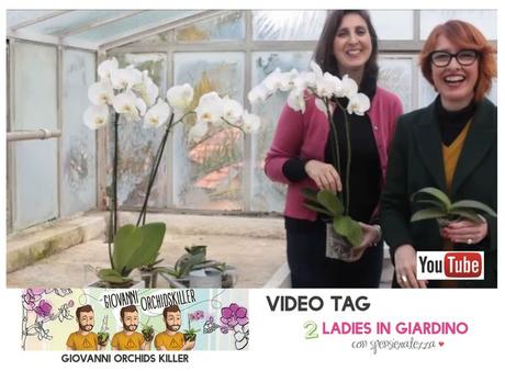 Come coltivare le orchidee Phalaenopsis video Come coltivare le orchidee Phalaenopsis video