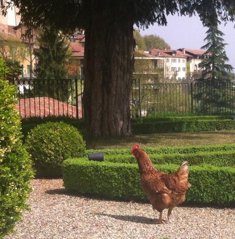 nuovi ospiti… GALLINA small q